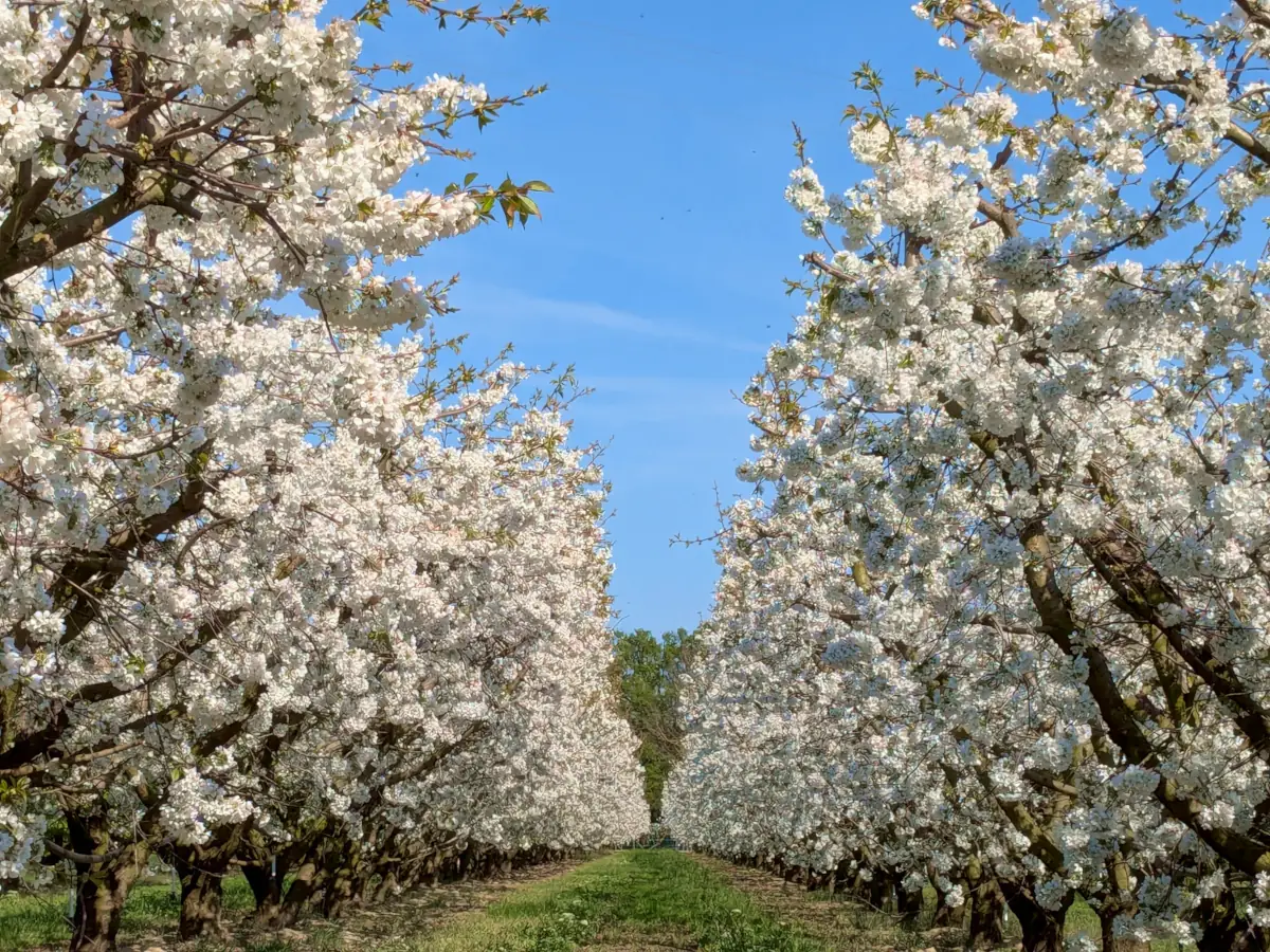 Cerisiers en fleur sur l'Île de la Barthelasse © VF