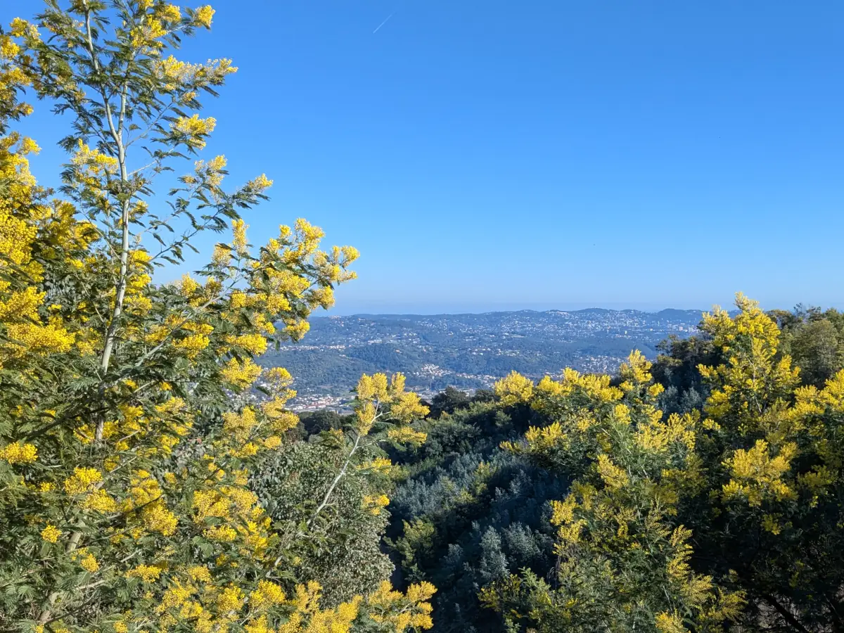 Les Mimosas du Tanneron