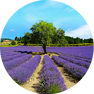 Maisons d'hôtes Provence Logo