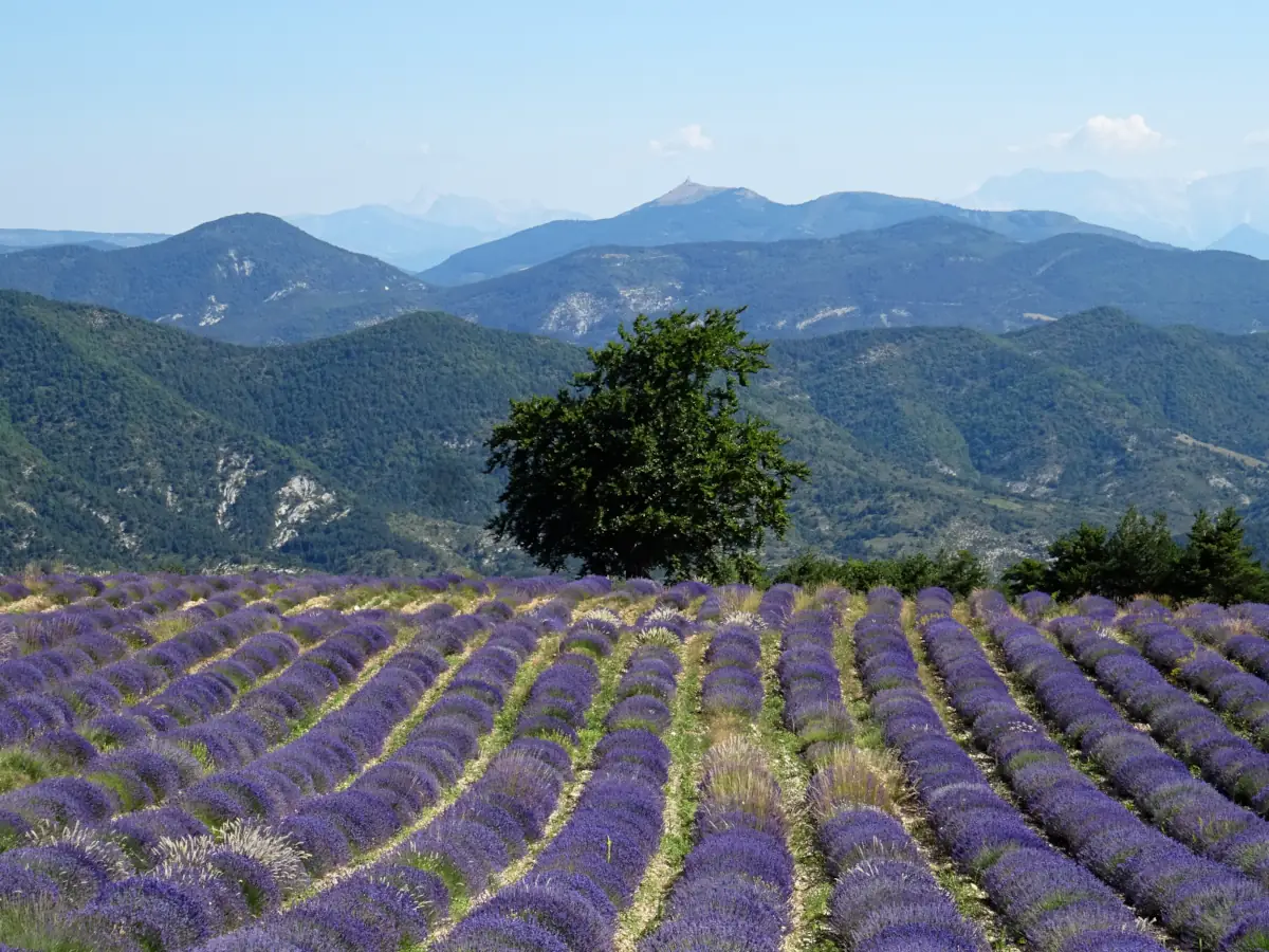 Lavendel den Baronnies Provençales © VF
