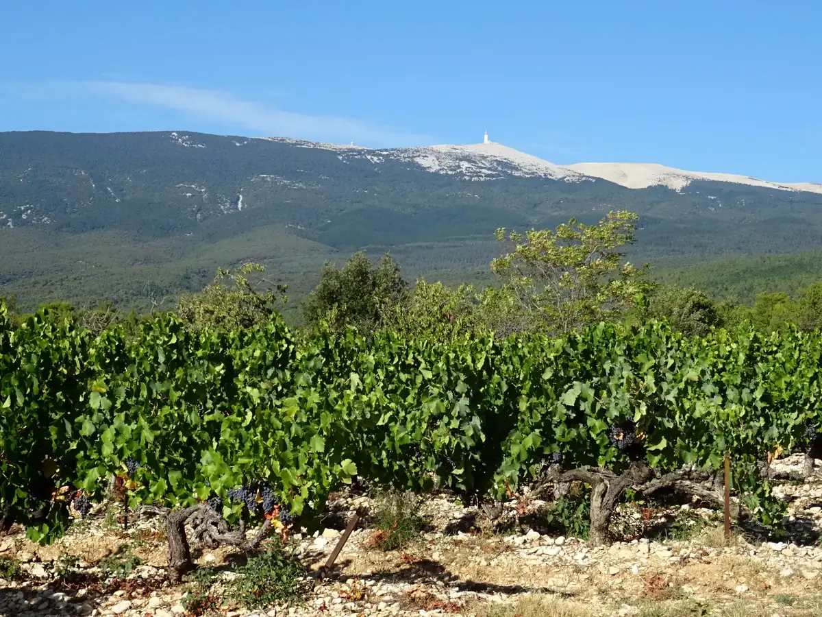 vignobles AOC Ventoux © VF