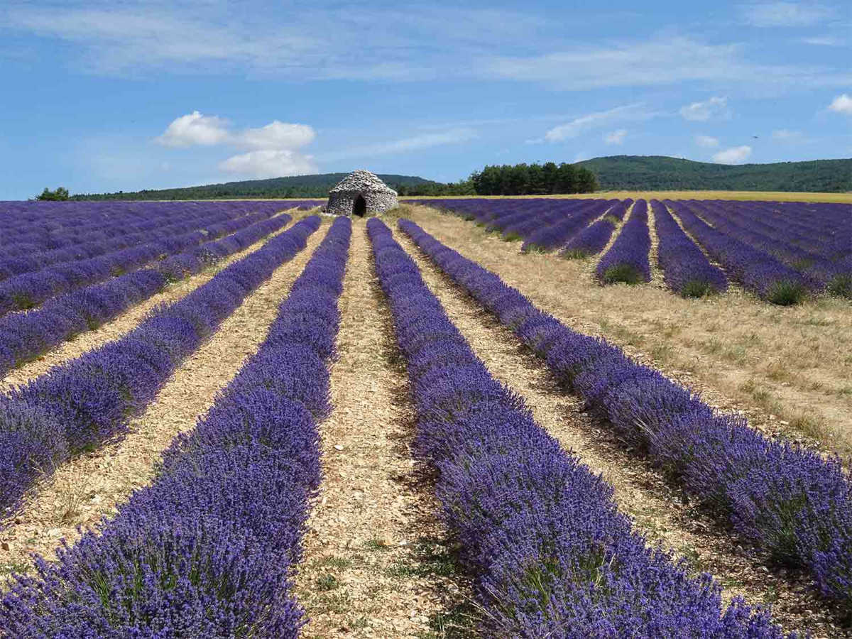 Lavande Plateau d'Albion © VF