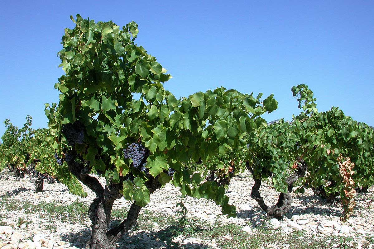 Vignobles des Côtes du Rhône © VF