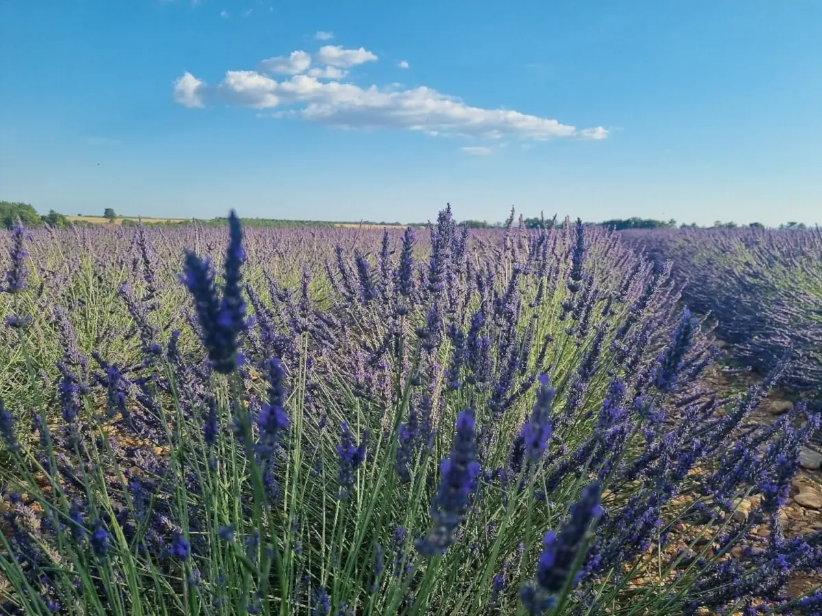 Lavandes de Valensole