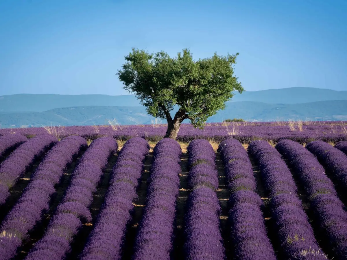 Lavandes de Valensole